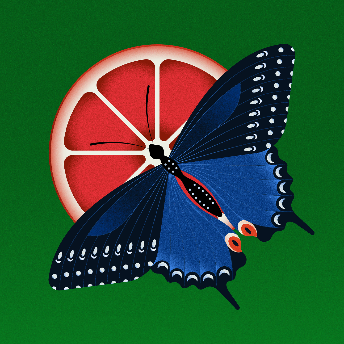 Illustration vectorielle d'un papillon bleu et noir posé sur une tranche de pamplemousse rouge, fond vert